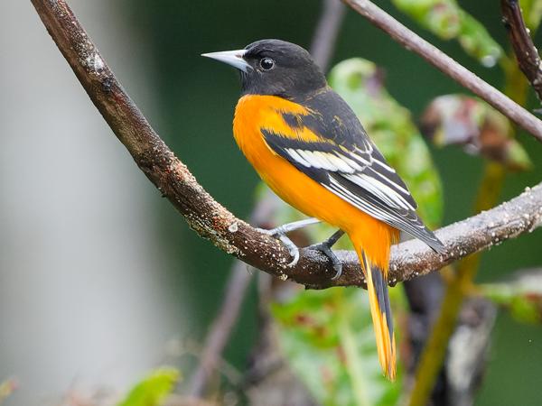 Baltimoretroepiaal (Icterus galbula)